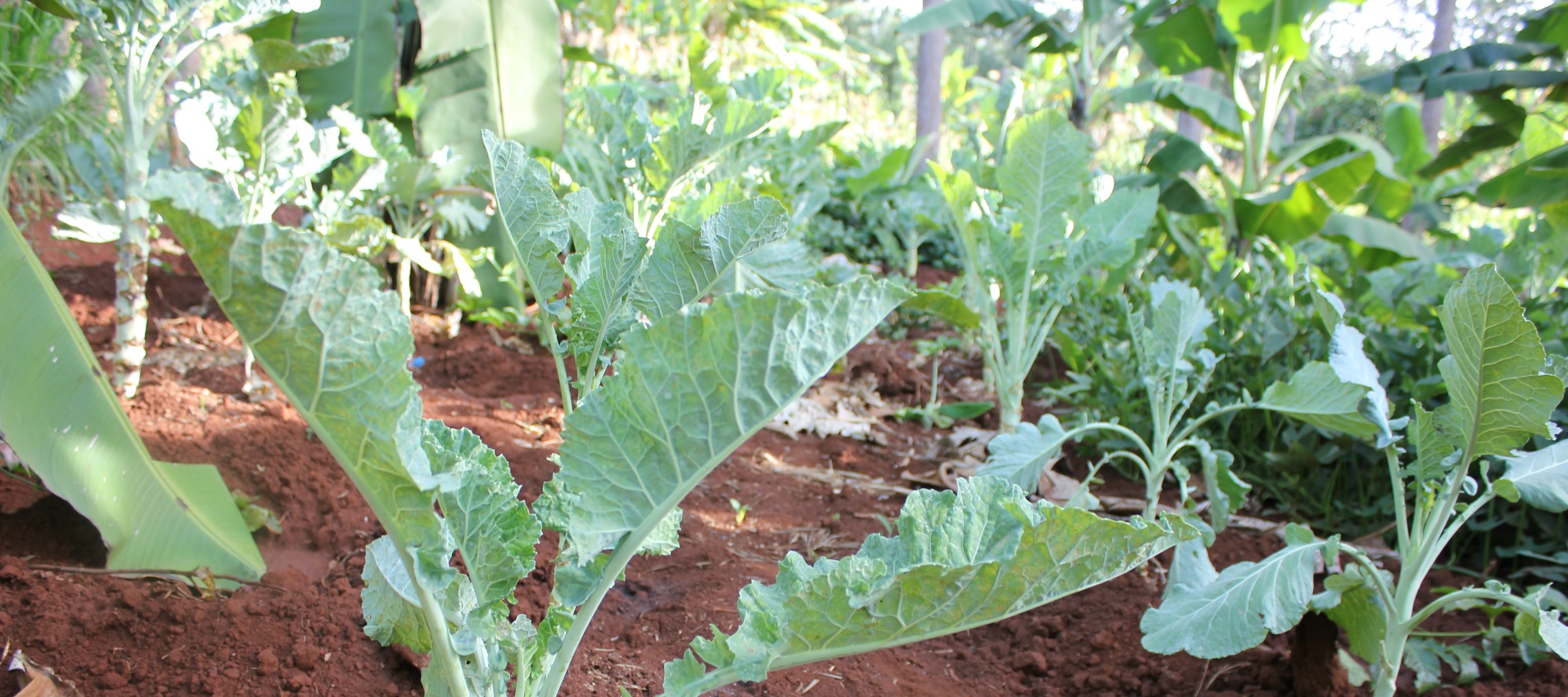 Pumping the breaks for traction: Kickstart